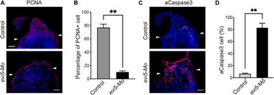 Evi5 is required for Xenopus limb and tail regeneration